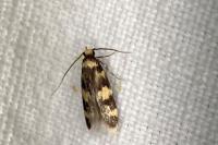 Oegoconia