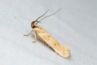 Stomopteryx detersella