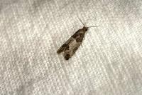 Spilonota ocellana