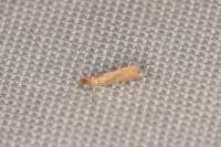 Phyllonorycter delitella