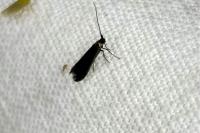 Coleophora