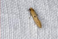 Tinea trinotella