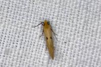 Tinea trinotella