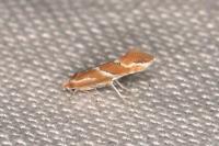 Phyllonorycter millierella