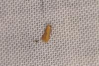 Tischeria