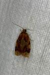 Archips xylosteana
