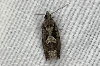 Zeiraphera isertana
