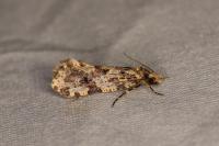 Montescardia tessulatella