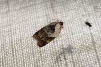 Acleris variegana