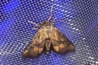 Apoda limacodes