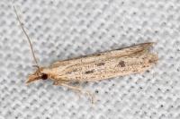 Holcopogon bubulcellus