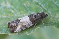 Spilonota ocellana