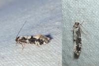 Neurothaumasia ankerella
