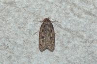 Hofmannophila pseudospretella
