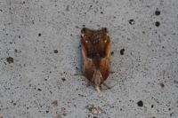 Acleris cristana