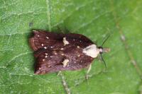 Acleris cristana