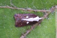 Acleris cristana