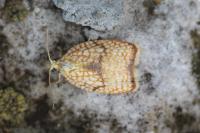 Acleris forsskaleana