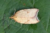 Acleris rhombana