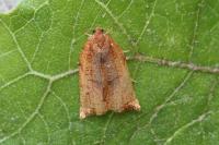 Archips podana
