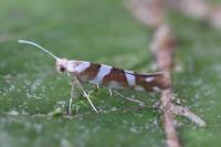 Argyresthia goedartella