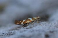 Argyresthia goedartella
