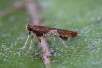 Caloptilia