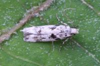 Caryocolum blandellum