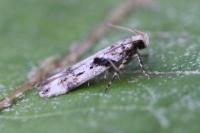 Caryocolum blandellum