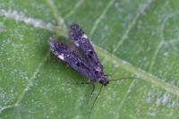 Dichomeris alacella