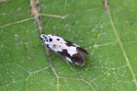 Ethmia quadrillella