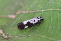 Ethmia quadrillella