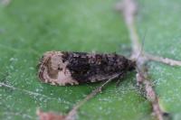 Hedya ochroleucana