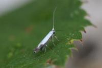 Lyonetia clerkella