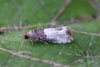 Notocelia roborana