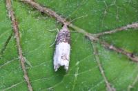 Notocelia roborana