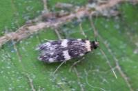Oegoconia