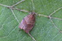Pandemis heparana