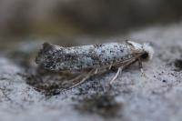 Paraswammerdamia albicapitella