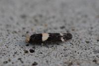 Recurvaria leucatella
