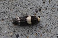 Recurvaria leucatella
