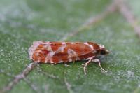 Rhyacionia pinicolana