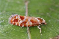 Rhyacionia pinicolana