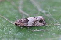 Gypsonoma aceriana