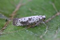 Yponomeuta irrorella
