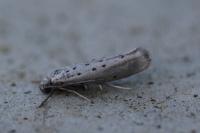 Yponomeuta sedella