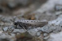 Yponomeuta sedella