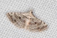 Alucita palodactyla