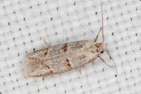 Symmocoides oxybiella