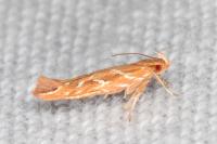 Pyroderces argyrogrammos